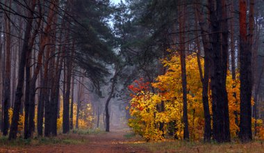 Orman. Sonbahar. Sis. Sonbahar, sihirli renkleriyle boyanmış yapraklar. Sabah sisi ormanı gizemli ve büyülü yapar..