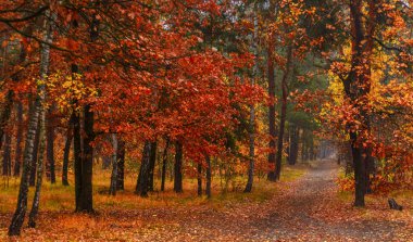 Orman. Sonbahar. Sis. Sonbahar, sihirli renkleriyle boyanmış yapraklar. Sabah sisi ormanı gizemli ve büyülü yapar..