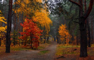 Orman. Sonbahar. Sis. Sonbahar, sihirli renkleriyle boyanmış yapraklar. Sabah sisi ormanı gizemli ve büyülü yapar..