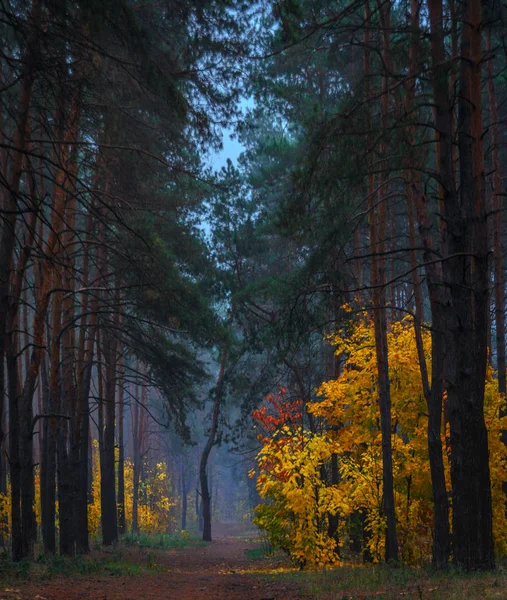森だ秋だ霧だ秋の塗装は魔法の色で葉します 朝の霧が森を神秘的で魔法のようにする — ストック写真