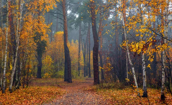 森だ秋だ霧だ秋の塗装は魔法の色で葉します 朝の霧が森を神秘的で魔法のようにする — ストック写真
