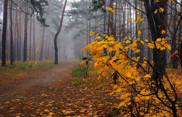 Floresta Outono Nevoeiro Outono Folhas Pintadas Com Suas Cores Mágicas — Fotografia de Stock