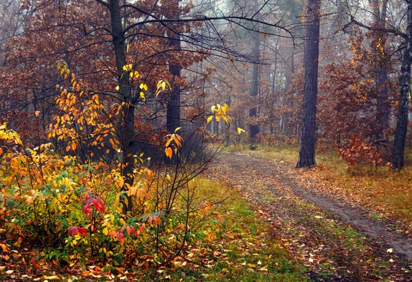 Foresta Autunno Nebbia Autunno Foglie Dipinte Con Suoi Colori Magici — Foto Stock