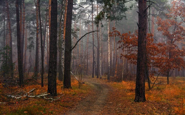 Les Podzim Mlha Podzimní Malované Listy Magickými Barvami Ranní Mlha — Stock fotografie