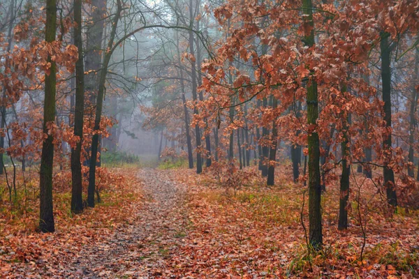 Wald Herbst Nebel Herbst Bemalte Blätter Mit Seinen Magischen Farben — Stockfoto