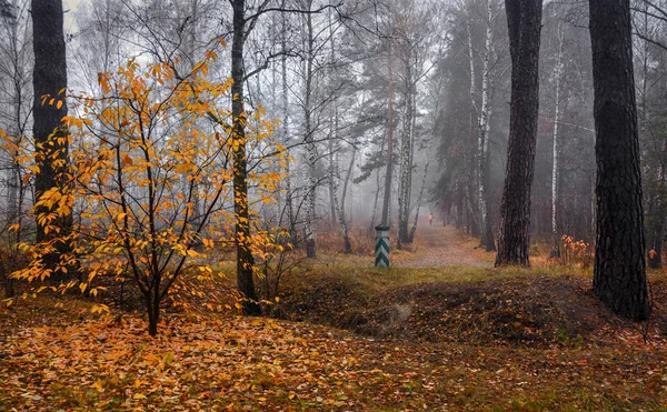 Wald Herbstnebel Herbstfarben — Stockfoto