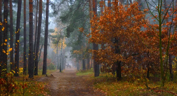 Forest Autumn Fogs Autumn Colors — Stock Photo, Image