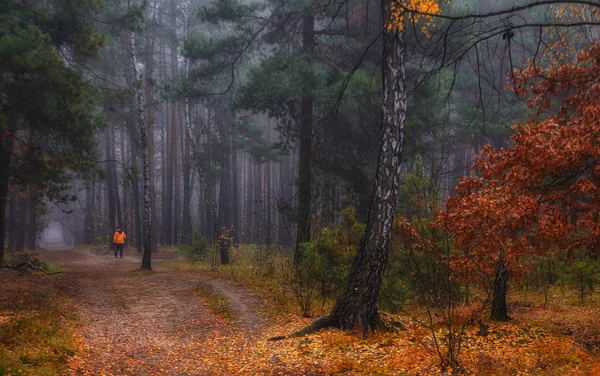Wald Herbstnebel Herbstfarben — Stockfoto