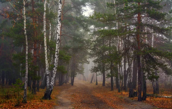 Bos Herfst Mist Herfst Kleuren — Stockfoto