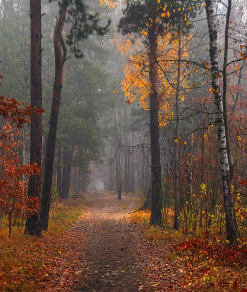 森だ秋の霧 — ストック写真