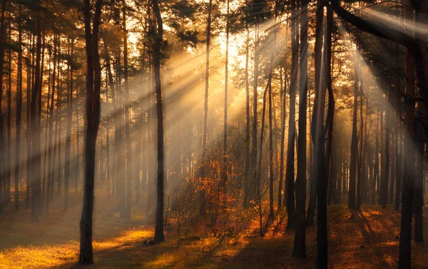 Floresta Manhã Outono Ensolarada Luzes Sol Haze — Fotografia de Stock