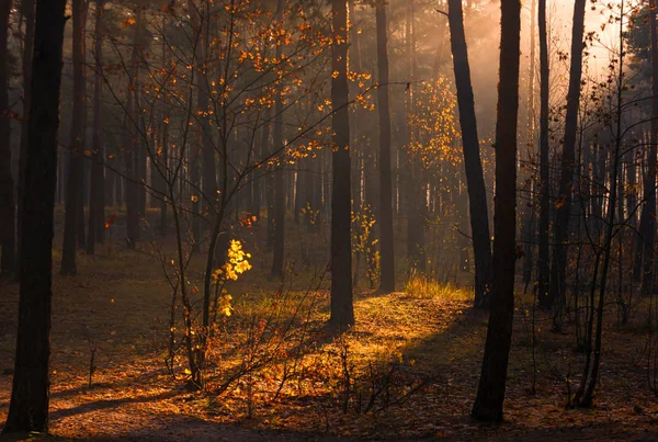 Forest Sunny Autumn Morning Lights Sun Haze — Stock Photo, Image