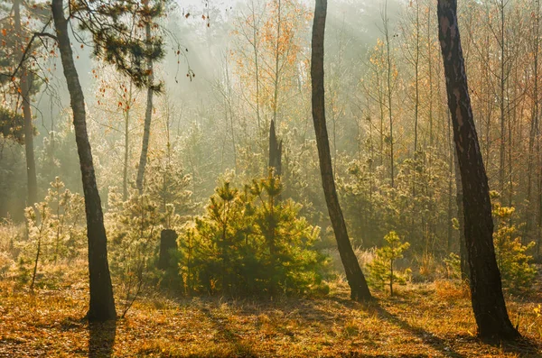 Floresta Manhã Outono Ensolarada Luzes Sol Haze — Fotografia de Stock