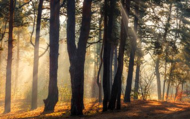 Ormanda yürü. Hoş sonbahar havası. Güneş ışınları ağaçların dallarında oynar.