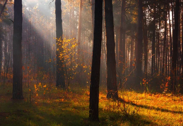 Прогулка Лесу Приятная Осенняя Погода Солнечные Лучи Играют Ветвях Деревьев — стоковое фото