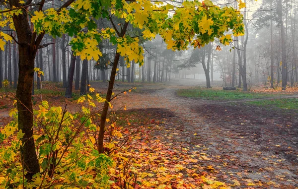 Foresta Autunno Nebbia Autunno Foglie Dipinte Con Suoi Colori Magici — Foto Stock