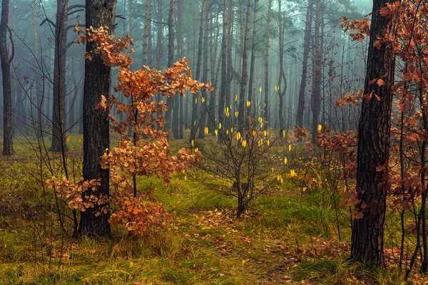 Floresta Outono Nevoeiro Outono Folhas Pintadas Com Suas Cores Mágicas — Fotografia de Stock