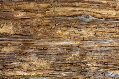 Eski ahşap bir tahtanın yakın çekim görüntüsü. Düğümlü kuru ağaç gövdesi. Geçmişi. Doku.