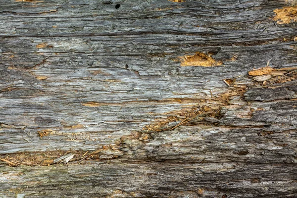 Closeup Image Old Wooden Board Shriveled Tree Trunk Background Texture — Stock Photo, Image