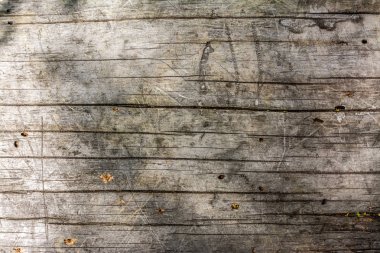 Eski ahşap bir tahtanın yakın çekim görüntüsü. Buruşuk ağaç gövdesi. Geçmişi. Doku.