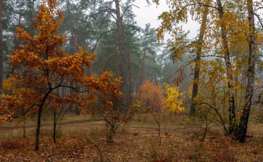 Sonbahar ormanı. Orman yollarında seyahat ediyorum. Sonbahar renkleri ağaçları süsledi. Hafif sis muhteşem sahneler yaratır..