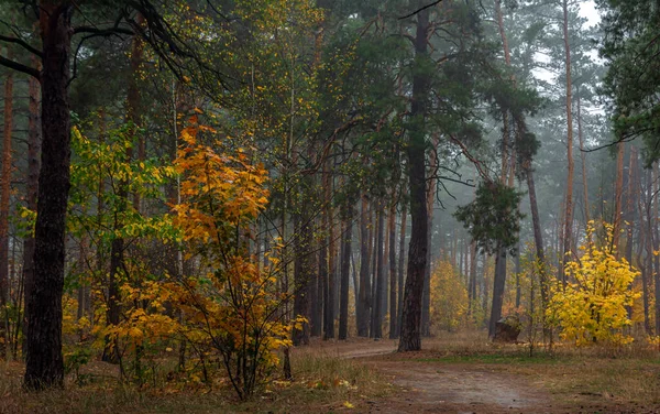 Herfstbos Reizen Langs Boswegen Herfstkleuren Sierden Bomen Lichte Mist Creëert — Stockfoto
