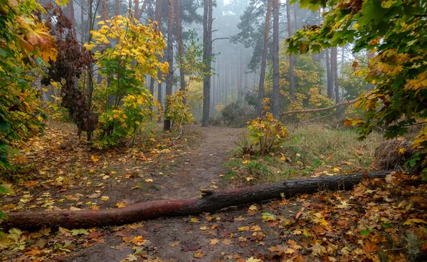 Осінній Ліс Подорожуючи Лісовими Дорогами Осінні Кольори Прикрашали Дерева Світловий — стокове фото