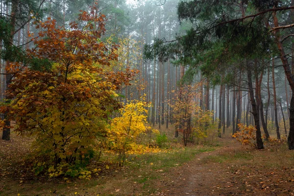 Herbstwald Unterwegs Auf Waldwegen Herbstliche Farben Schmückten Die Bäume Leichter — Stockfoto