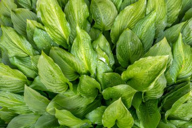 Doğal yeşil doğa geçmişi. Canlı yapraklar, çimenler.