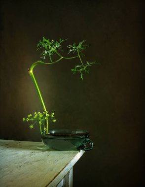 Minimum sayıda bitkiyle çiçek aranjmanı. İkebana. Minimalizm.