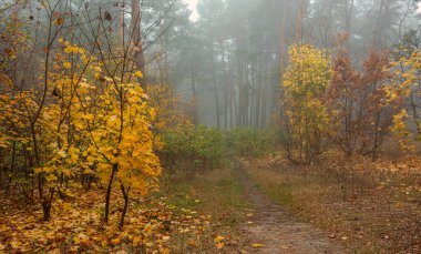 Yaprak düşer. Orman sabah sisiyle örtülüdür. Yapraklar sonbahar renkleriyle boyanmış..