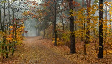 Yaprak düşer. Orman sabah sisiyle örtülüdür. Yapraklar sonbahar renkleriyle boyanmış..