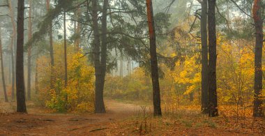 Yaprak düşer. Orman sabah sisiyle örtülüdür. Yapraklar sonbahar renkleriyle boyanmış..