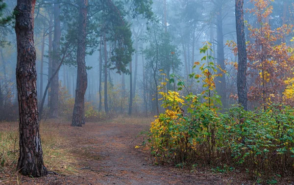 Caída Hojas Bosque Está Envuelto Niebla Matutina Las Hojas Están — Foto de Stock