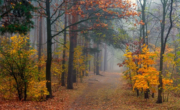 Laubfall Der Wald Ist Morgennebel Gehüllt Die Blätter Sind Herbstlich — Stockfoto