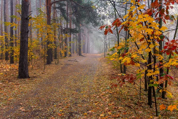 Folha Cair Floresta Está Envolta Nevoeiro Matinal Folhas São Coloridas — Fotografia de Stock