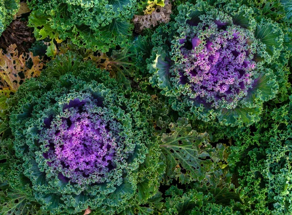 Ornamental cabbage. Food. Plant food. Background. Graphic resources.