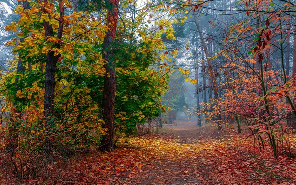 Der Wald Ist Mit Herbstlichen Farben Geschmückt Nebel Bedeckte Die — Stockfoto