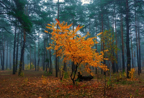 Las Ozdobiony Jest Jesiennymi Kolorami Mgła Pokryła Drzewa — Zdjęcie stockowe