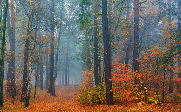 Foresta Decorata Con Colori Autunnali Nebbia Coperto Gli Alberi — Foto Stock