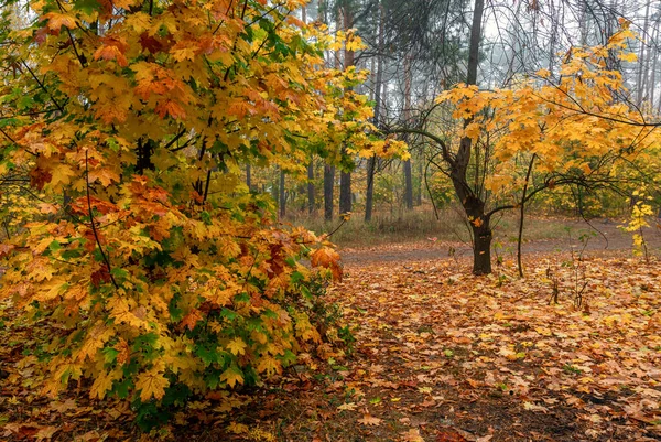 Les Zdoben Podzimními Barvami Stromy Pokrývala Mlha — Stock fotografie