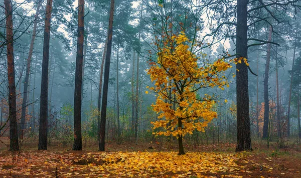 Ліс Прикрашений Осінніми Кольорами Туман Покрив Дерева — стокове фото