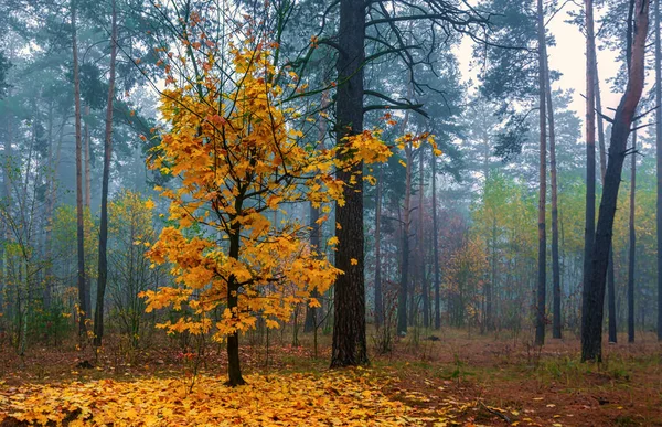 森は秋の色で飾られています 霧が木を覆い — ストック写真