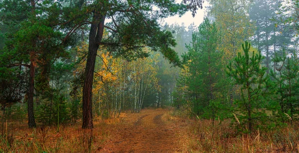 Forêt Est Décorée Avec Des Couleurs Automne Brume Couvert Les — Photo