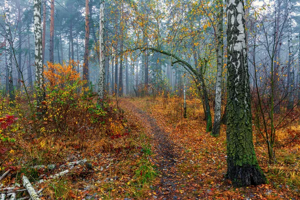Les Zdoben Podzimními Barvami Stromy Pokrývala Mlha — Stock fotografie