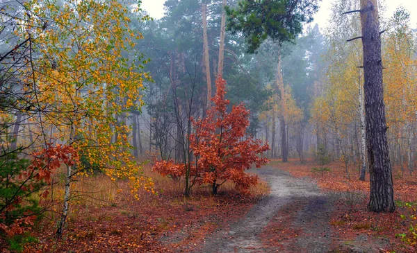 Forest Decorated Autumn Colors Mist Covered Trees — Stock Photo, Image