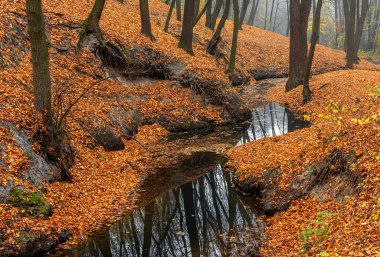 Bir orman deresi, sonbahar yapraklarıyla kaplı bir dağ geçidinde yılan gibi kıvrılır.!