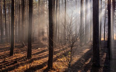 Sonbahar ormanında güneşli bir sabah. Güneş ışınları paslı yaprakları güzelce aydınlatır. Ağaçları hafif bir sis kapladı..