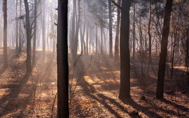 Sonbahar ormanında güneşli bir sabah. Güneş ışınları paslı yaprakları güzelce aydınlatır. Ağaçları hafif bir sis kapladı..