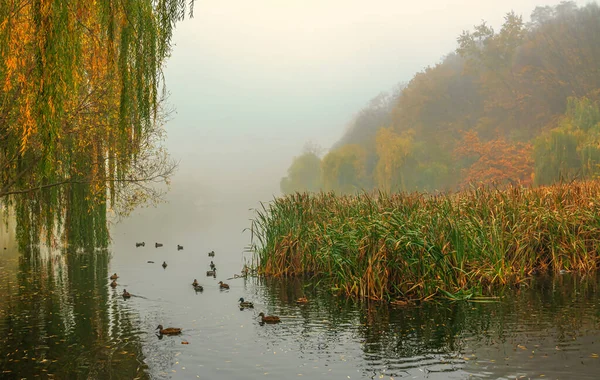 Mist Daalde Het Meer Eenden Zwemmen Reeds Groeien Langs Oevers — Stockfoto